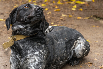 Obraz premium A purebred black and white dog lies on wet ground.