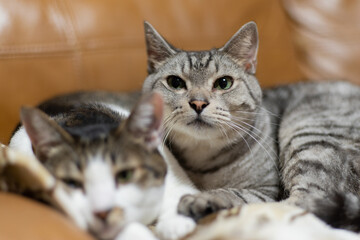二匹の猫　多頭飼い　キジトラ　サバトラ