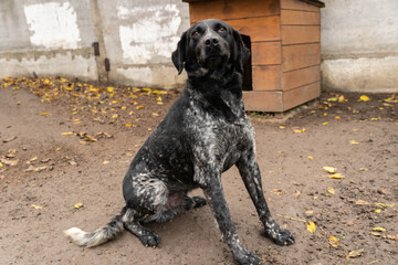 A purebred black and white dog lies on wet ground.