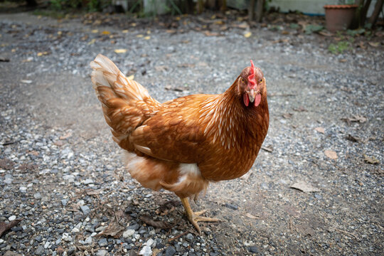 Portrait of hen standing on the ground, facing straight