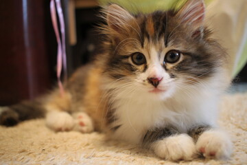 Fototapeta na wymiar Photo of a small lying tricolor kitten.