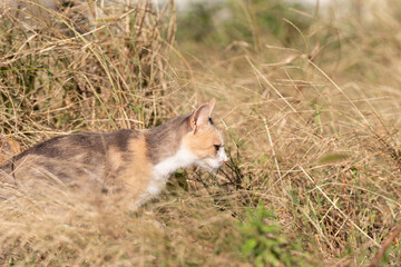 草むらの中の野良猫