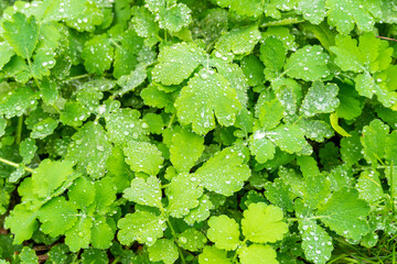 Dew drops on green grass.