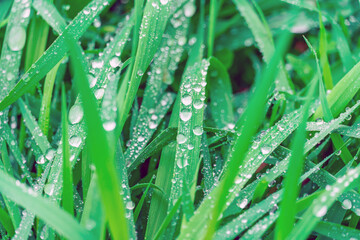 Dew drops on green grass.
