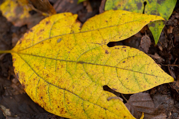 黄色に色づく葉　秋の風景