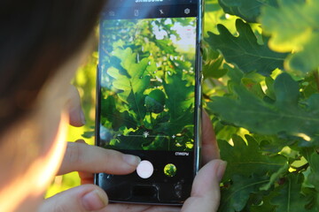 A girl photographs an acorn growing on an oak tree on a branch among the leaves on her phone