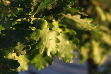 Green acorns on a branch against a background of green oak leaves