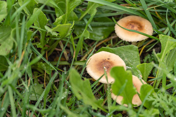 Mushrooms in the middle of grass and dew drops.