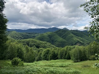 Obraz premium forest in the mountains