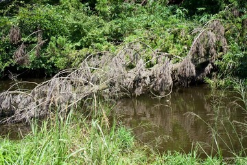 The fallen tree in pond.