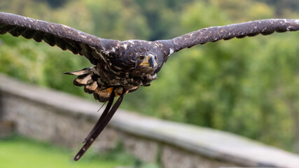 Ein junger Seeadler frontal im Flug