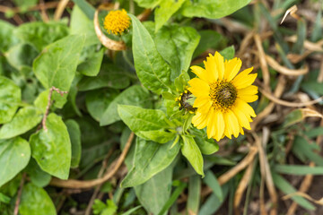 Close-up of yellow flowers in green grass with dew