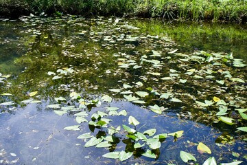 The view of a pond in Japan.