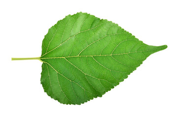 Fototapeta premium Green leaves isolated on white background.