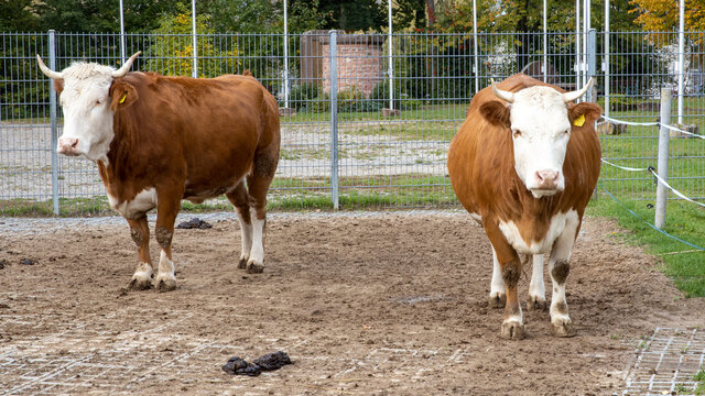 Zwei Hinterw&auml;lder Rinder in einem Gatter