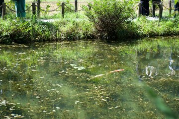 The view of pond in Japan.