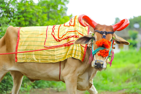 Indian Pola festival , ox festival.