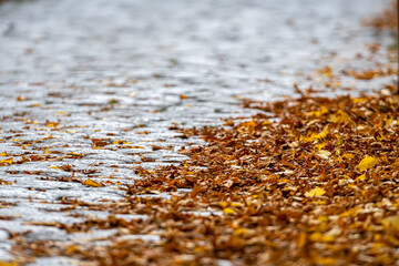 colorful autumn leaves on the stone pavement