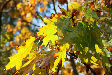 autumn oak leaves in the sun
