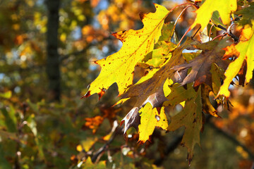 autumn oak leaves in the park