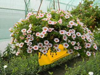 petunia in the pot петуния в горшке colored petunia  beatifull petunia