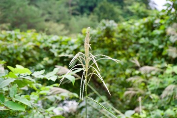 A plant in the forest.