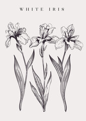 Vintage poster with three irises.