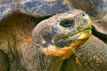 Galapagos Giant Tortoise, Chelonoidis nigra, Galapagos National Park, Galapagos Islands, UNESCO World Heritage Site, Ecuador, America