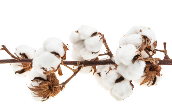 cotton isolated