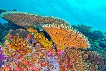 Coral Reef, Reef Building Coral, South Ari Atoll, Maldives, Indian Ocean, Asia