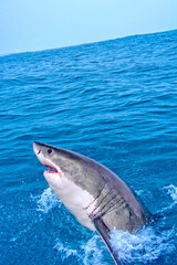 Naklejka premium Great White Shark, Carcharodon carcharias, Gansbaai, Western Cape, South Africa, Africa