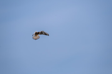 common kestrel in stationary flight with blue sky in background