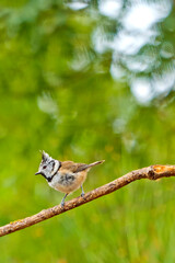 Crested Tit, Parus cristatus, Mediterranean Forest, Castile and Leon, Spain, Europe