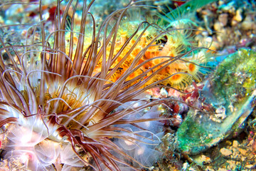 Tube-dwelling Anemone, Ceriantharia, Cerianthus membranaceus, Cabo Cope-Puntas del Calnegre Natural Park, Mediterranean Sea, Murcia, Spain, Europe