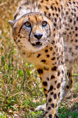 Cheetah, Acinonyx jubatus, Wildlife Reserve, South Africa, Africa