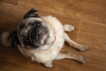 pug dog sitting on the floor in the kitchen