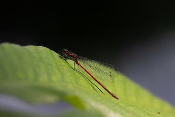 red dragonfly on a leaf