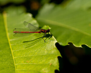 red dragonfly on a green leaf