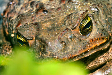 Tropical Toad, Tropical Rainforest, Napo River Basin, Amazonia, Ecuador, America