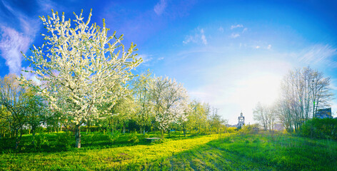 Beautiful scenic landscape with blooming fruit trees in an orchard in spring against blue sky background in bright Sunny day.