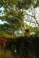 An old wall where a tree grows in a ruined Fort. Maharashtra state. India.