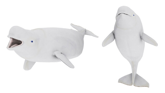 Zwei Beluga Wale, Freisteller