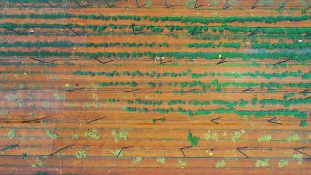 Aerial of a small scall farm of orange trees and vegetables in a village in Botswana