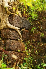 An old wall where a tree grows in a ruined Fort. Maharashtra state. India.