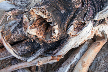 Trunks and branches on the seashore.