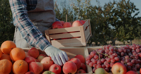 The farmer puts ripe apples on the counter. Farmer's market and products from local producers