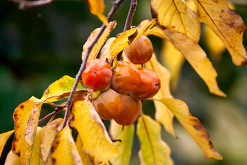 Persimmon tree with many persimmons in autumn. Persimmons that are ripened on the branches