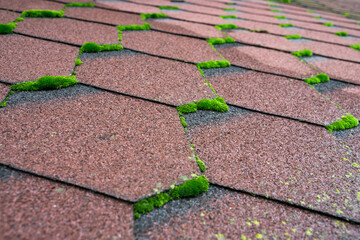 Close up view of moss infested asphalt shingles roof that needs repair and cleaner.