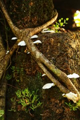 Growing mushrooms. Maharashtra state. India.