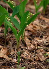 lily of the valley